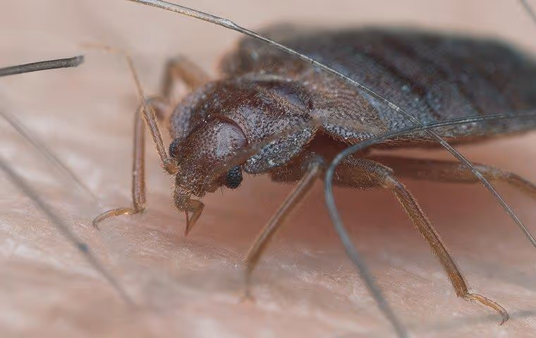 Bed bug biting someone's skin.