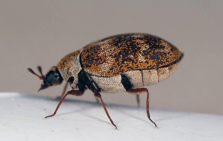 Carpet Beetle crawling on the floor.