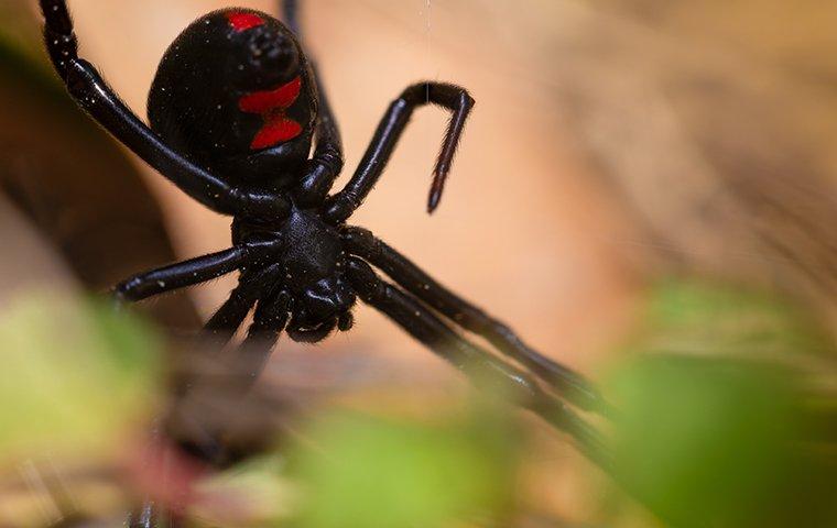 Black Widow Spider in its web outdoors.