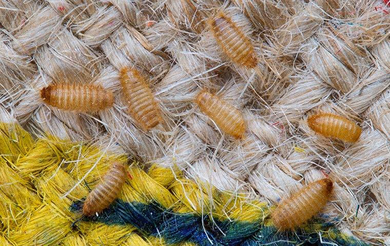 Carpet Beetle infested carpet.