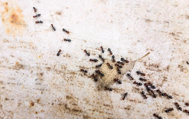 Pavement ants on the ground
