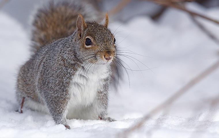 Squirrel playing in the snow outdoors.