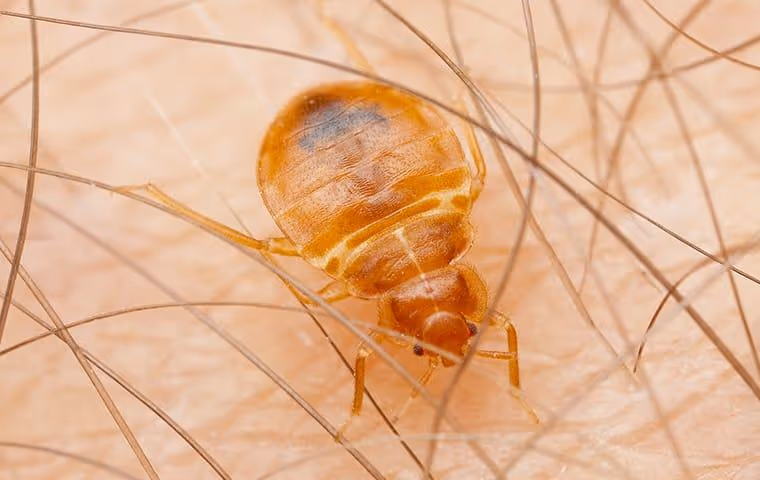 Bed bug biting someone's skin.