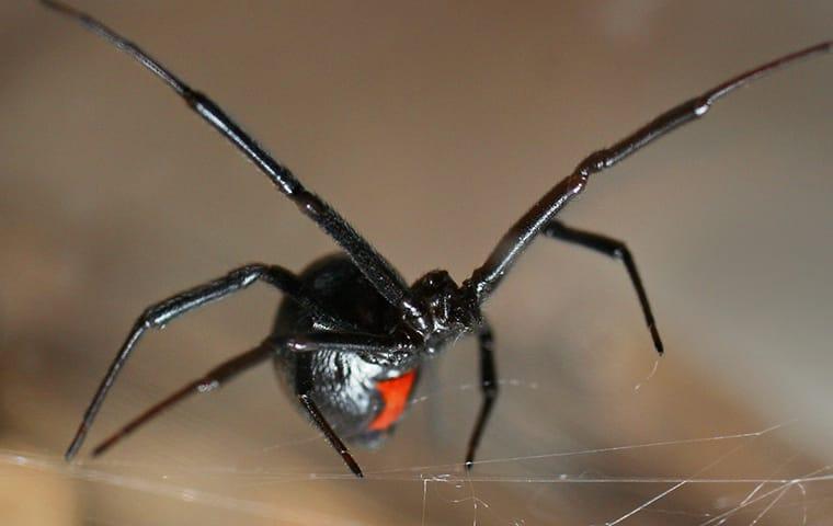 Black Widow Spider in its web.