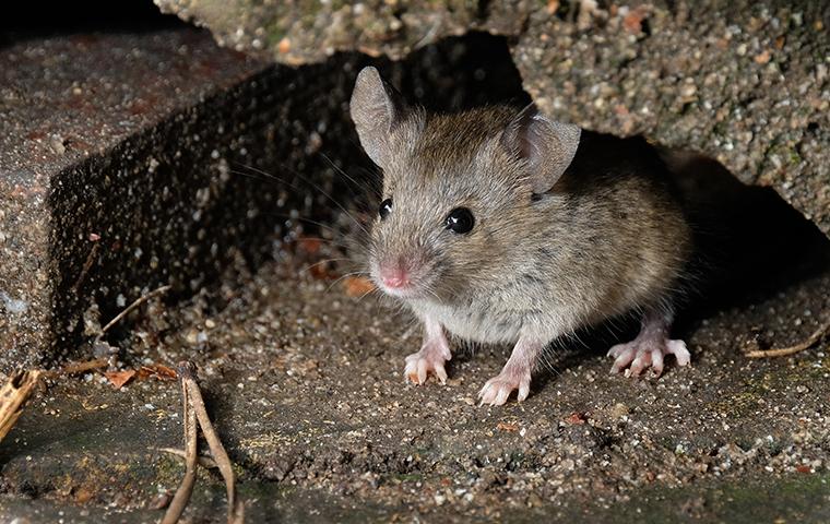 House Mouse peeking through an opening under a house.