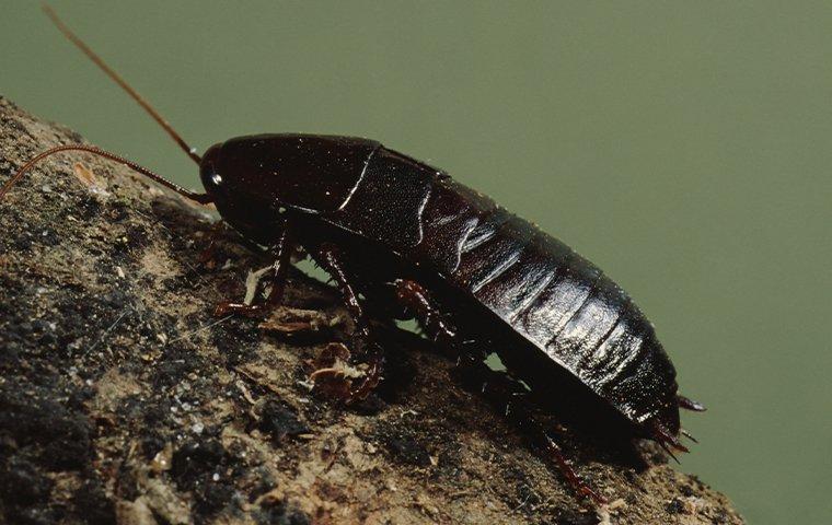 Oriental Cockroach crawling on a tree branch.