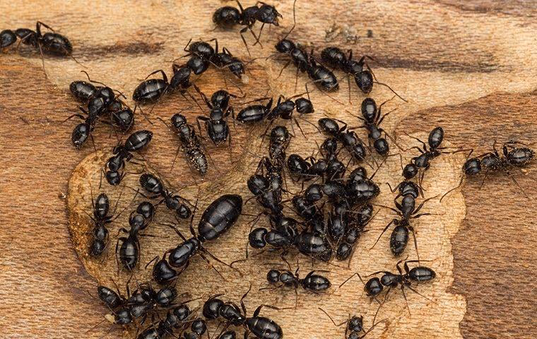Carpenter Ants on wood.
