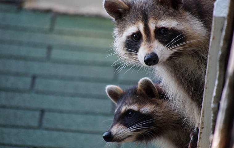 Racoons near a house