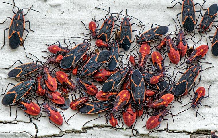 Boxelder bug infestation.
