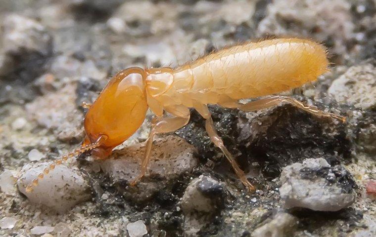 Termite crawling on the ground.