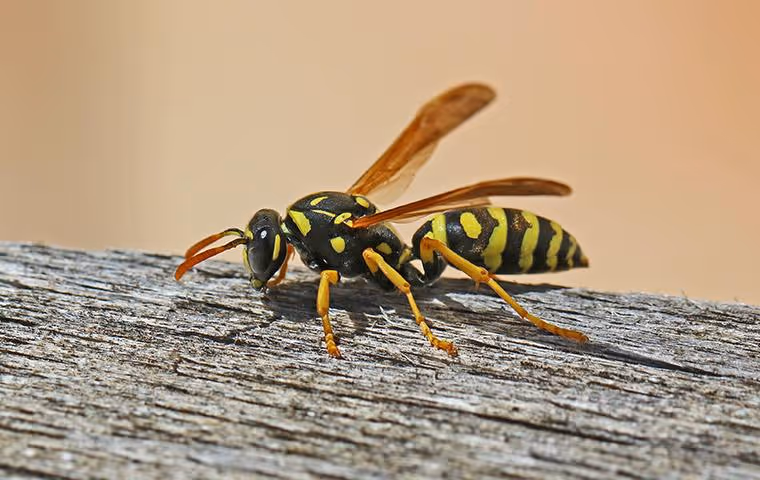 Wasp crawling on a fence post.