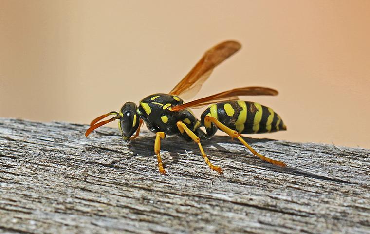 Wasp crawling on a fence post.