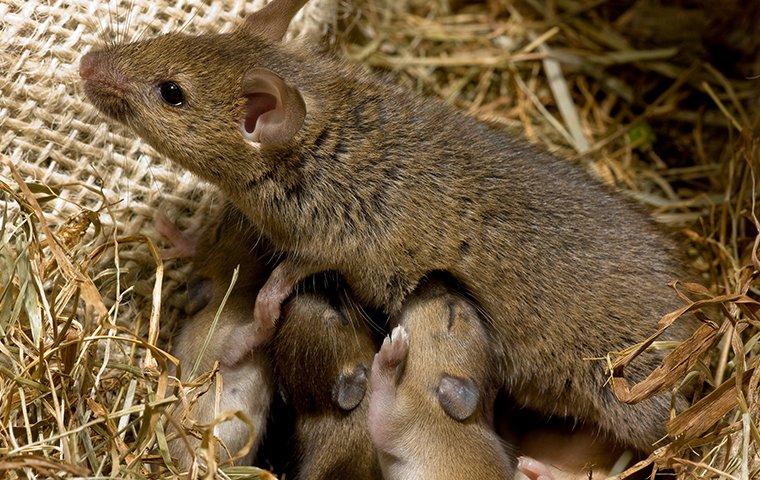 House mouse and her young feeding in their burlap and dried grass nest.