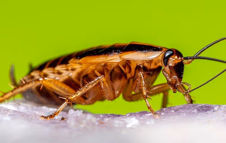 German Cockroach crawling.
