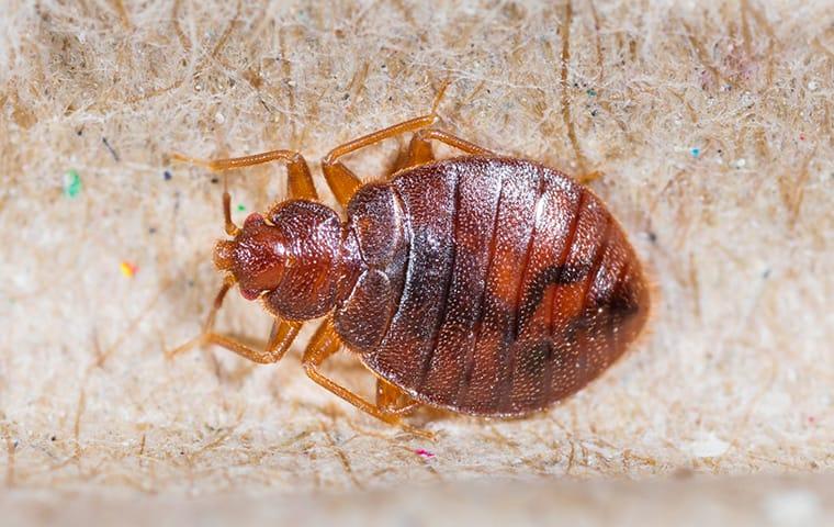 Bed Bug on a mattress.