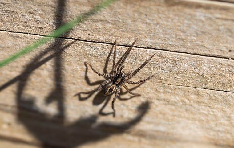 Wolf Spider crawling on a wooden wall.