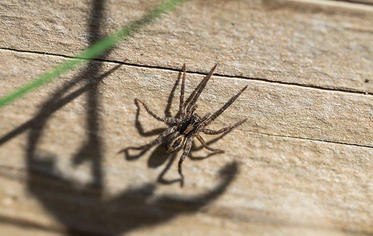 A wolf spider crawling on a wall