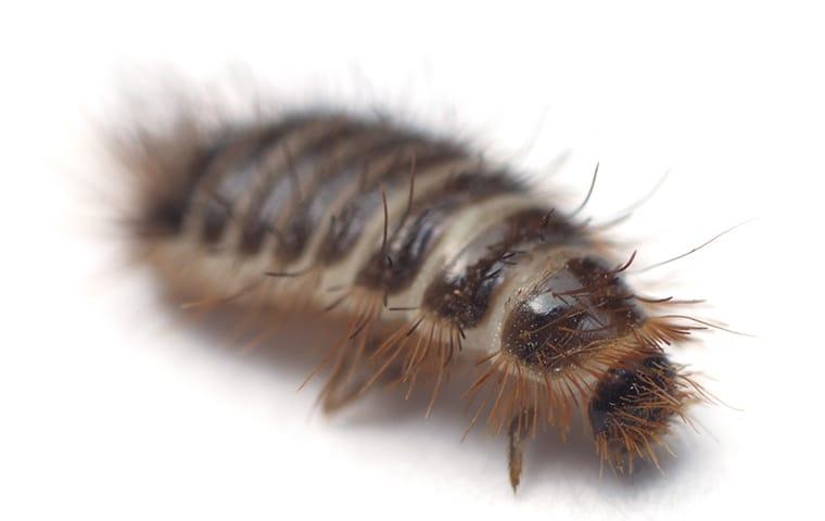 Carpet Beetle Larvae crawling on the floor.