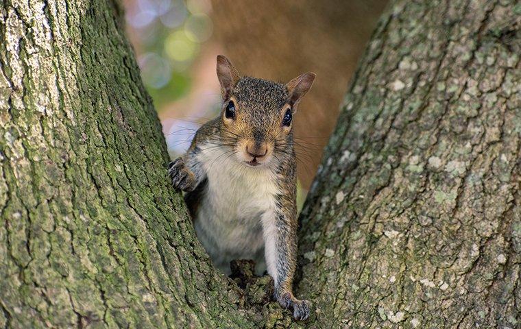 Squirrel between branching tree trunks.