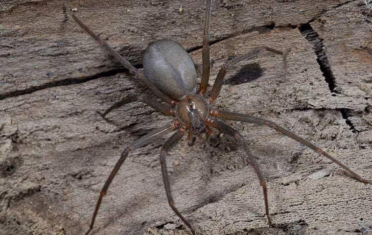 Brown Recluse Spider crawling on a wooden surface.