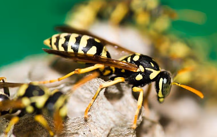 Paper Wasps on their nest.