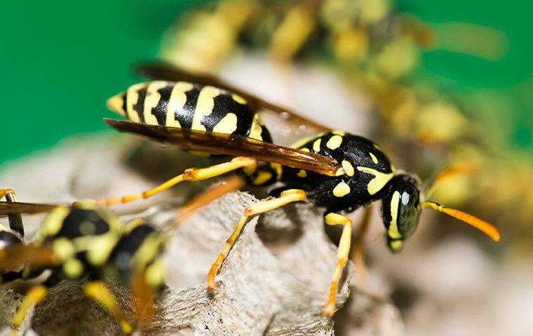 Paper Wasps on their nest.