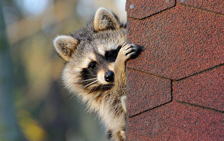 Raccoon peaking around the corner of a roof.