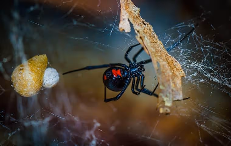 Black widow spider