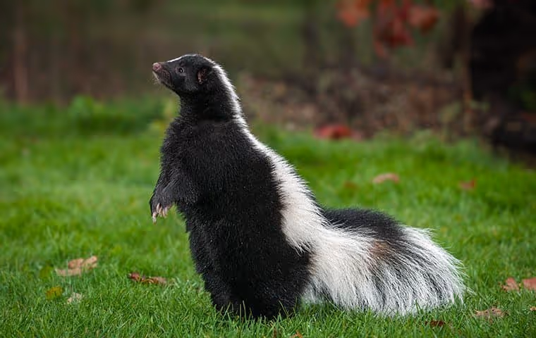 Skunk standing in a yard.