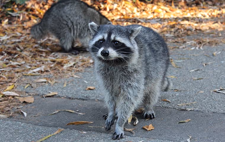 Two raccoons in a driveway near dried leaves.