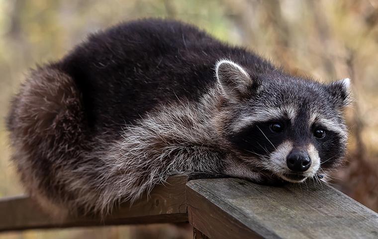 Raccoon relaxing on a wooden railing.