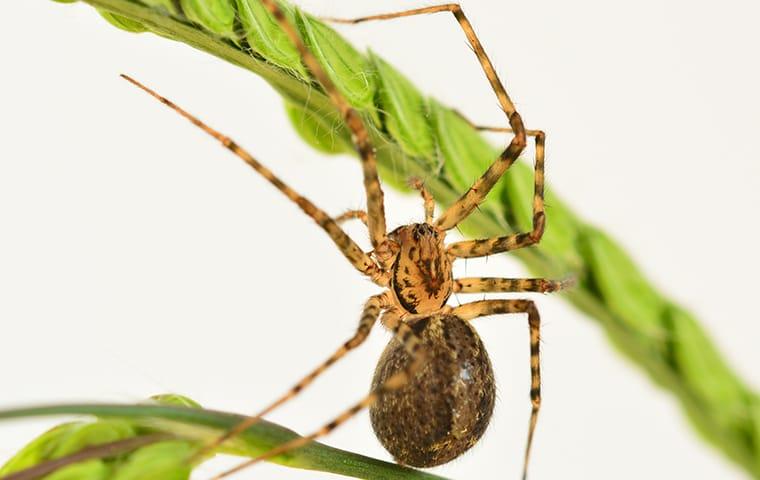 House spider crawling on a green plant.