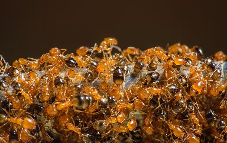 Ant infestation.