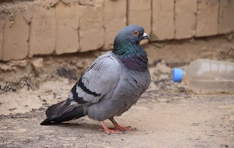 Pigeon on the ground.
