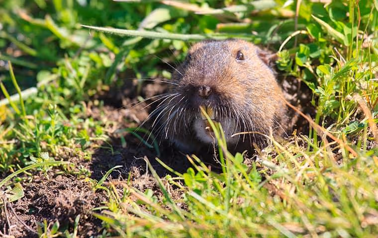 Gopher in a burrow in a residential yard