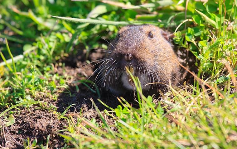 Gopher in a burrow in a residential yard