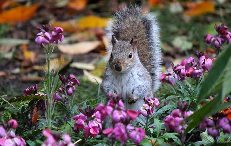 Squirrel standing in a flowerbed.
