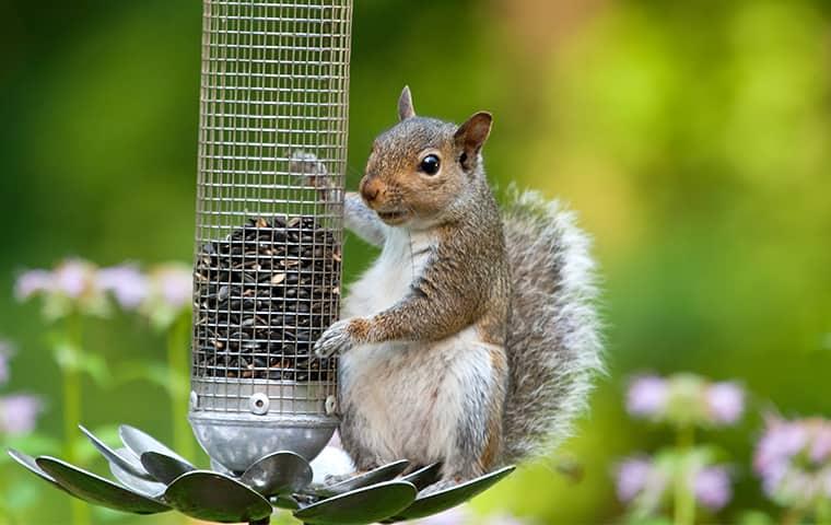Squirrel climbing a bird feeder in a garden.
