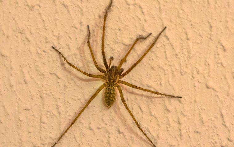 Brown spider crawling on a wall.