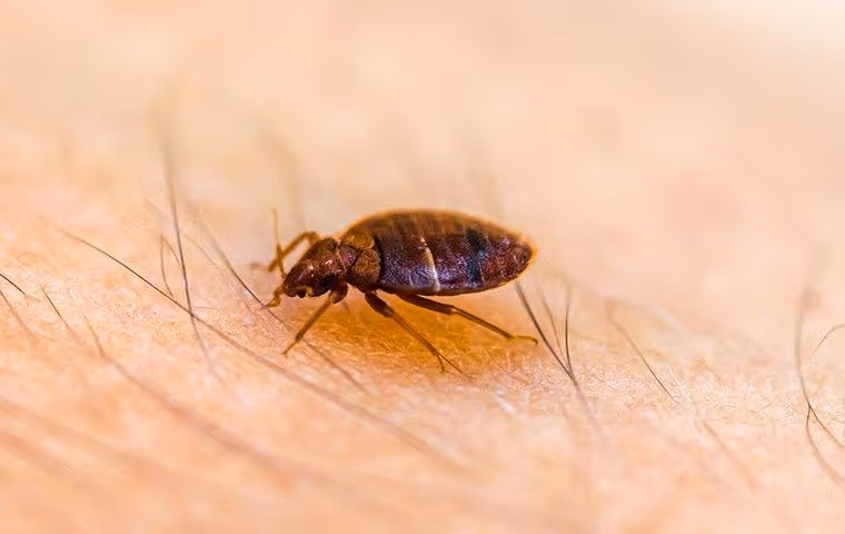 Bed bug biting someone's skin.
