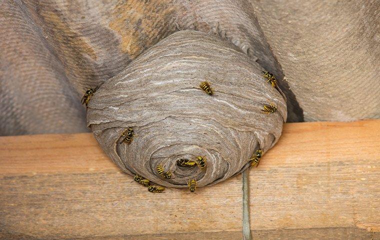 Wasp nest on a ceiling of a log cabin.