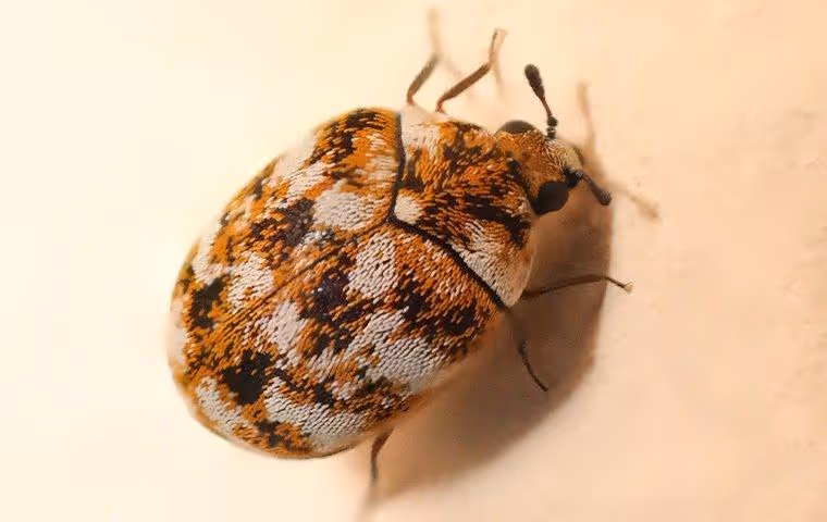Carpet Beetle crawling on the wall.