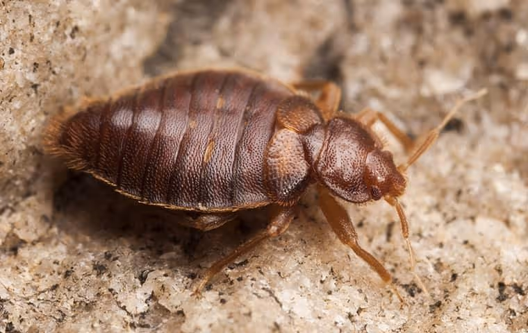 Bed bug crawling on the ground.