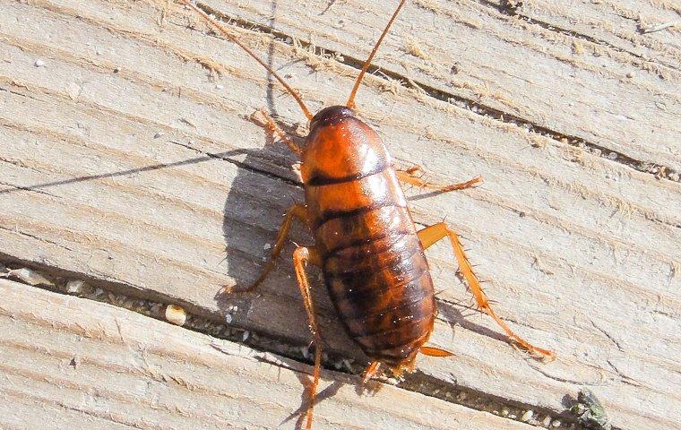 American Cockroach crawling on wooden surface.