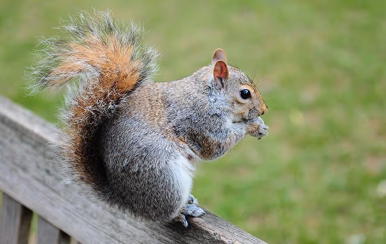 Grey squirrel on a porch railing.