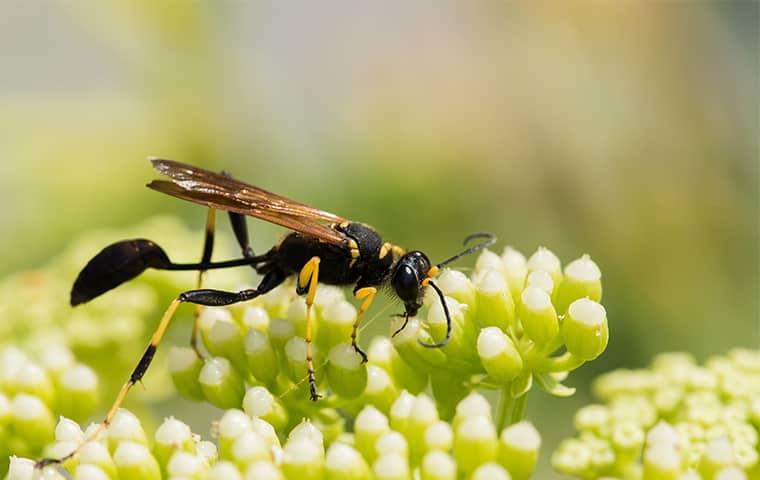 Mud Dauber Wasp on budding flowers.
