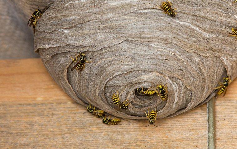Wasps on their nest.