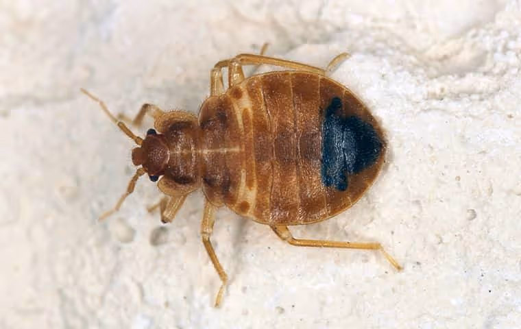 Bed bug crawling.
