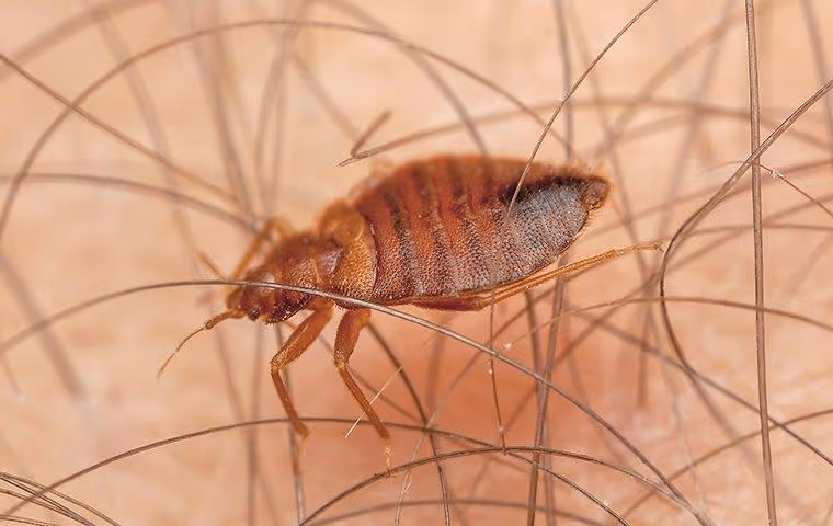 Bed bug crawling on someone's skin.