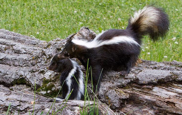 Skunk carrying its offspring in its mouth on a log in a grassy field.